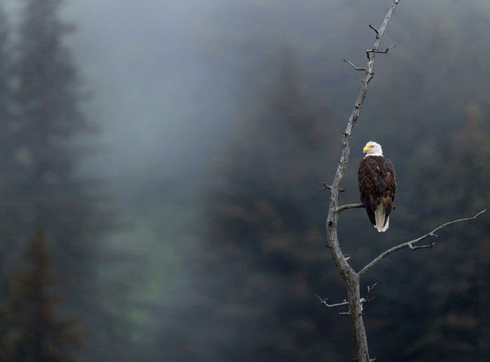 A bald eagle perched on a dead tree