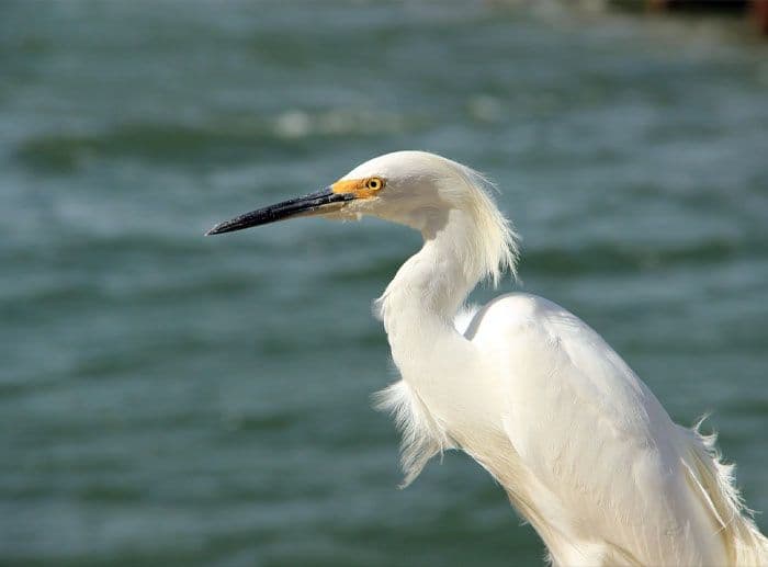 An egret at the beach