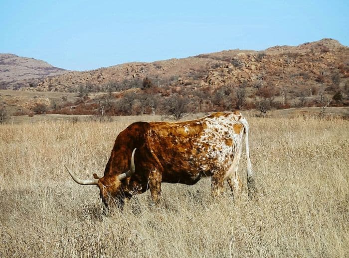 A big horned cow grazing in tall grass