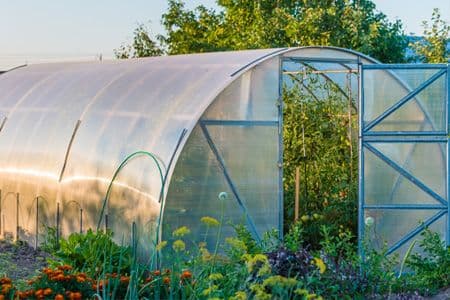 A small greenhouse flanked by flowers