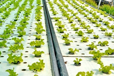 Hydroponic gardening