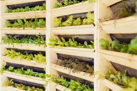 Wooden slats with a variety of leafy greens growing vertically